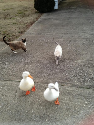 Cats and ducks